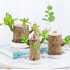 Brazilwood Hydroponic Plants Groot Lucky Wood Potted