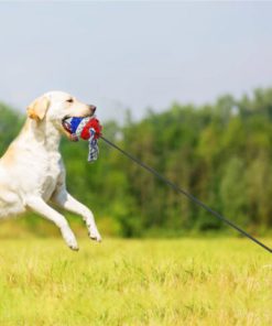 Outdoor Dog Chew Toy