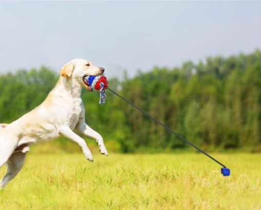 Outdoor Dog Chew Toy