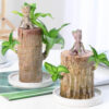 Multifunctional Brazilwood Hydroponic Plants Groot Lucky Wood Potted