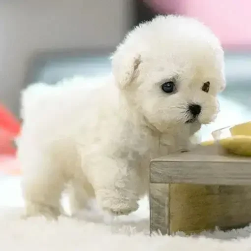 Nicoo – My Realistic Robot Puppy